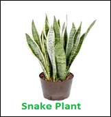 Snake-plant